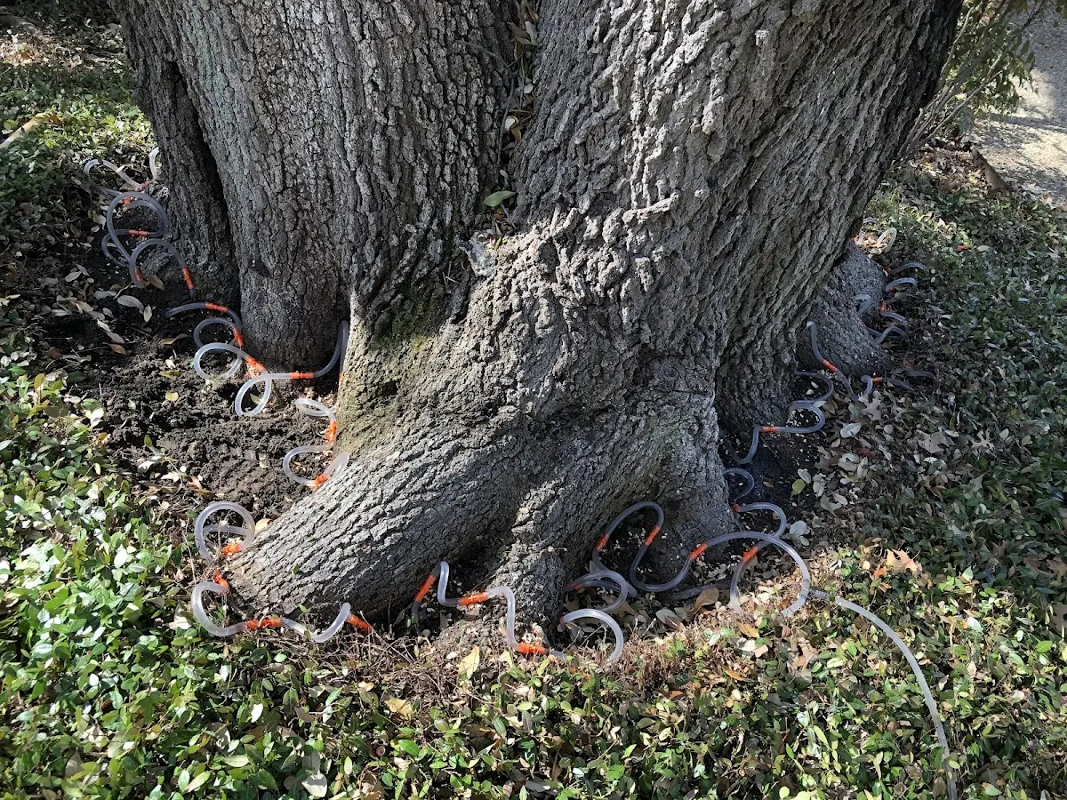 Detailed Tree Cabling and Bracing job site in Bridge City