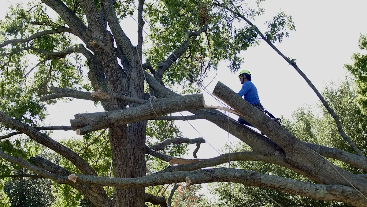 Professional Crown Thinning performed by certified arborists in Bridge City